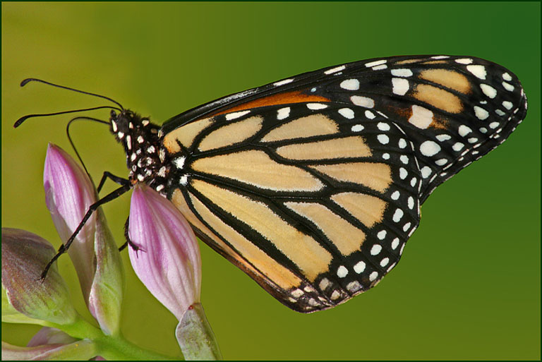 Monarch Feeding on Nectar